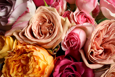 Photo of Beautiful fresh roses as background, closeup view. Floral decor