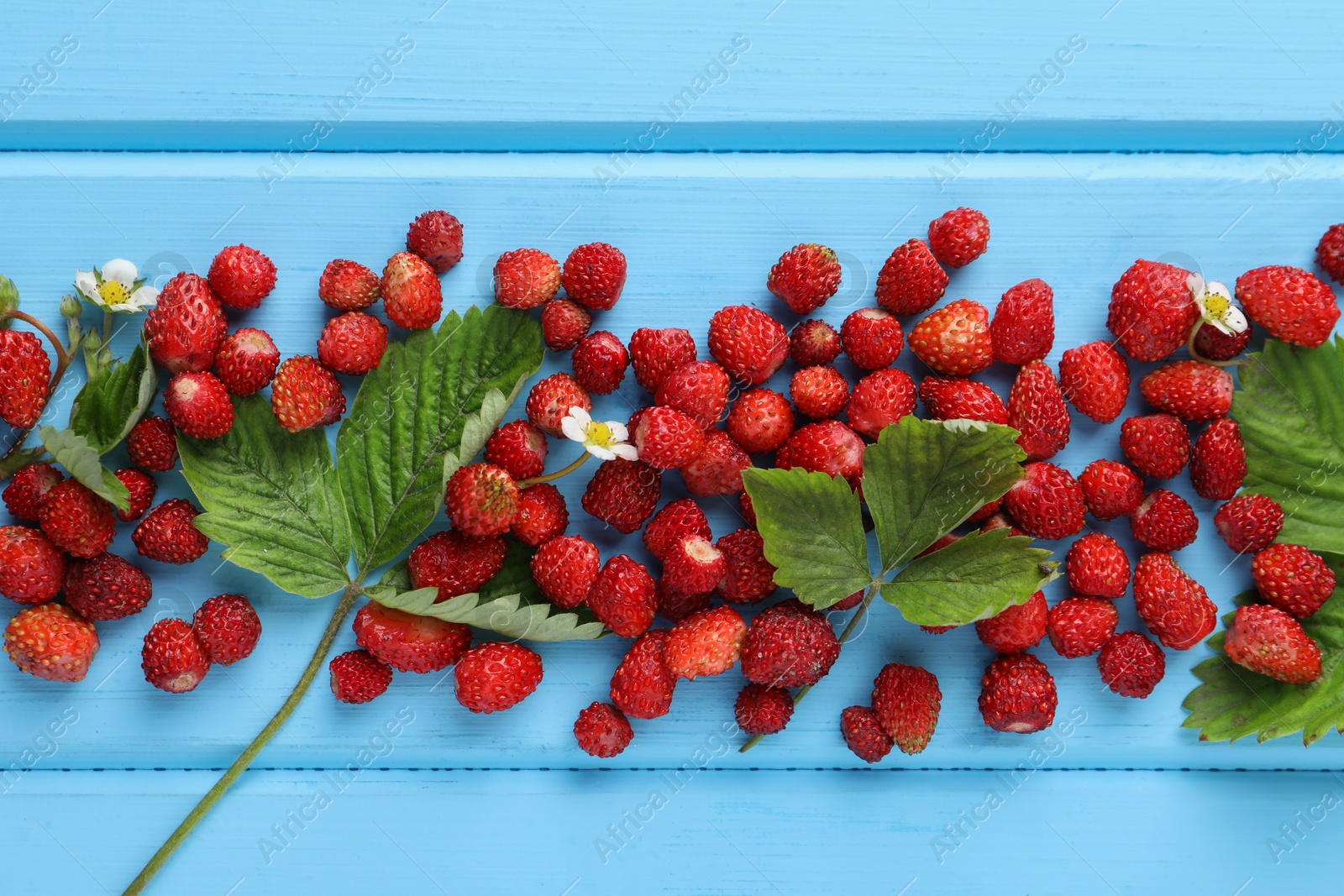Photo of Fresh wild strawberries, flowers and leaves on light blue wooden table, flat lay