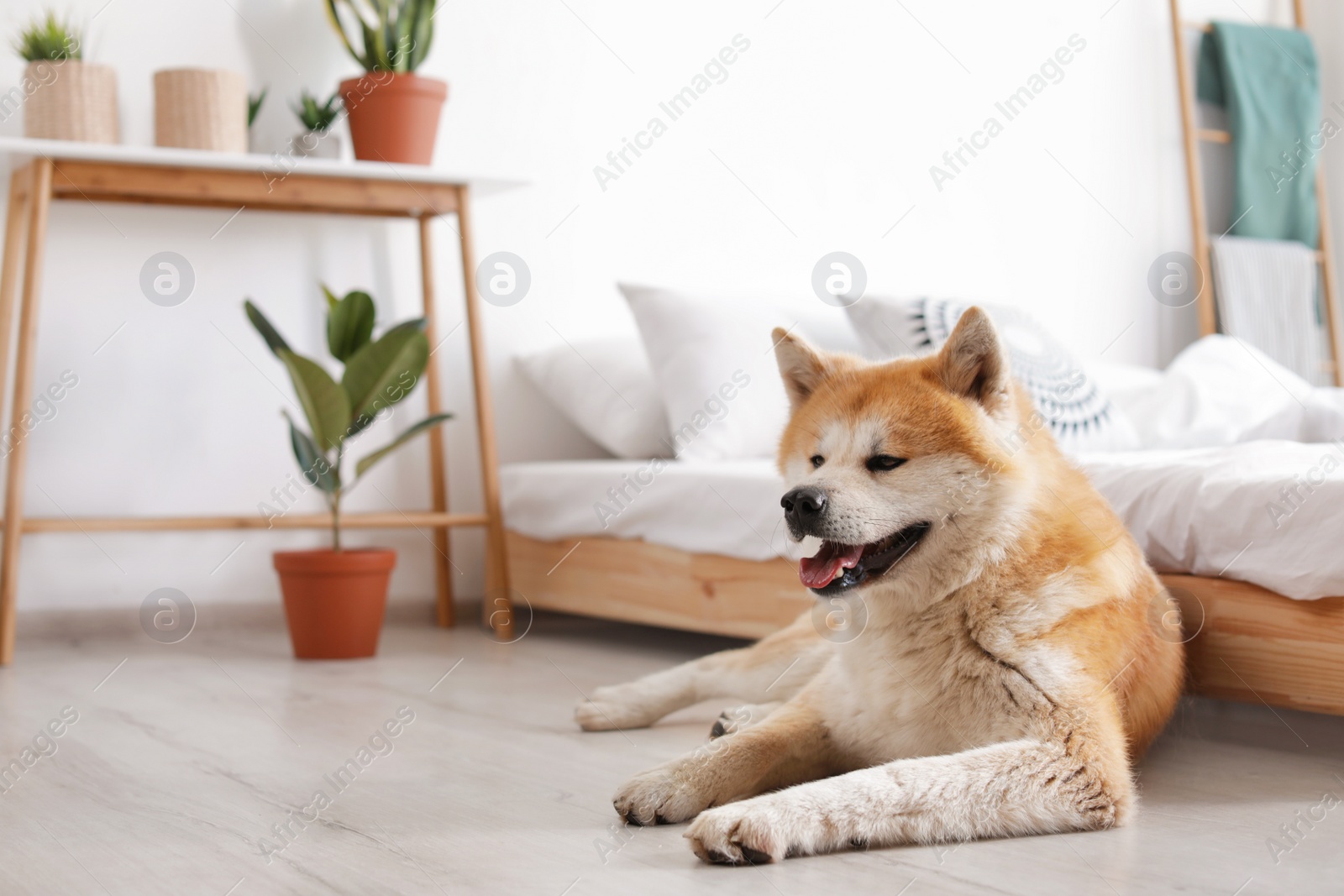Photo of Cute Akita Inu dog near bed in room with houseplants, space for text