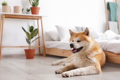 Cute Akita Inu dog near bed in room with houseplants, space for text