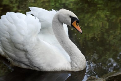 Beautiful white swan swimming in lake outdoors