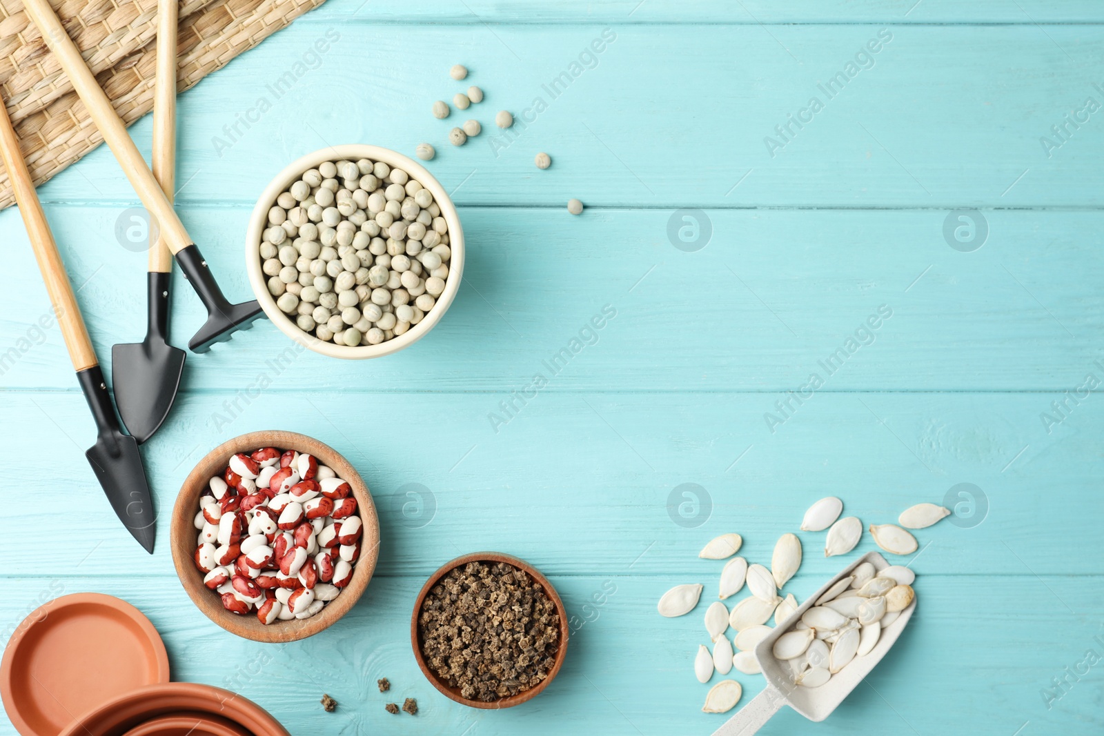 Photo of Different vegetable seeds and gardening tools on light blue wooden table, flat lay. Space for text