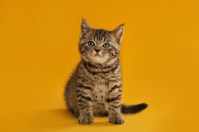 Photo of Cute tabby kitten on yellow background. Baby animal