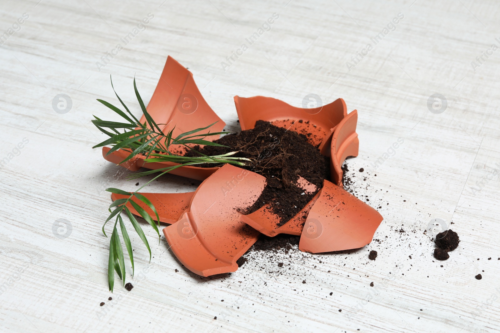 Photo of Broken terracotta flower pot with soil and plant on white wooden floor