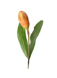 Photo of Pomegranate branch with green leaves and bud on white background