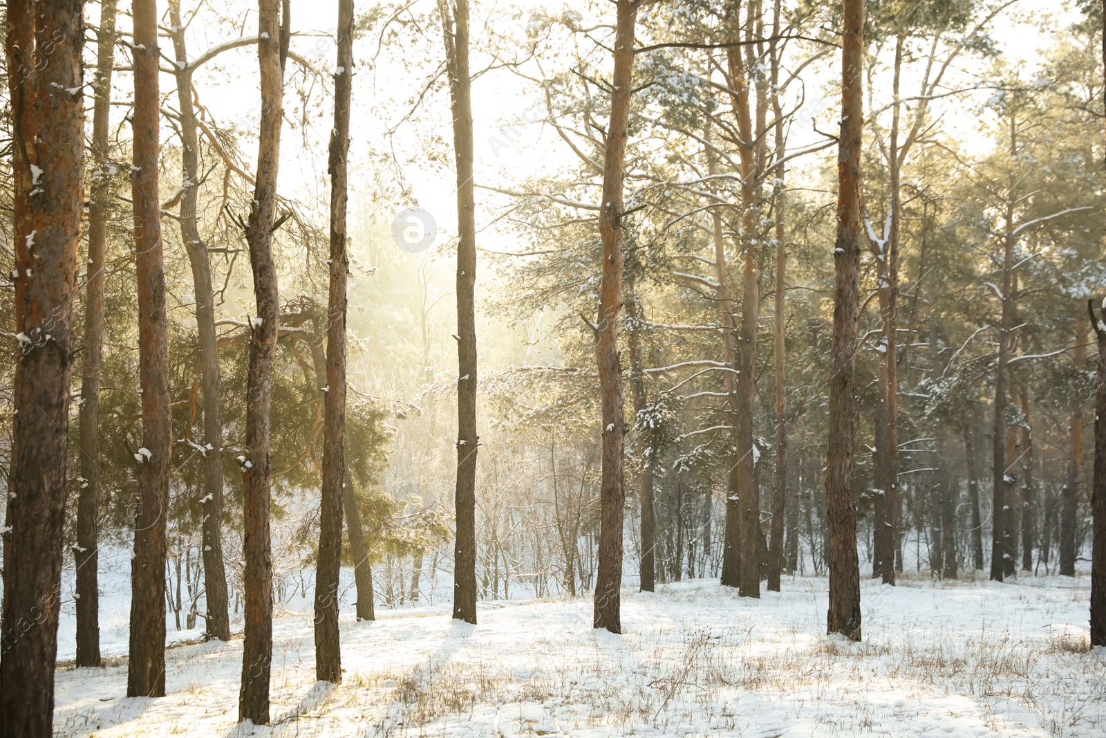 Photo of Beautiful snowy forest on sunny morning in winter