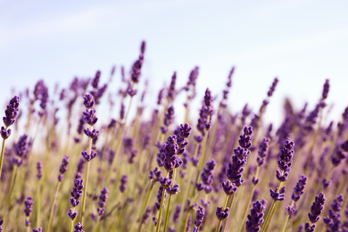 Beautiful lavender flowers growing in field, closeup