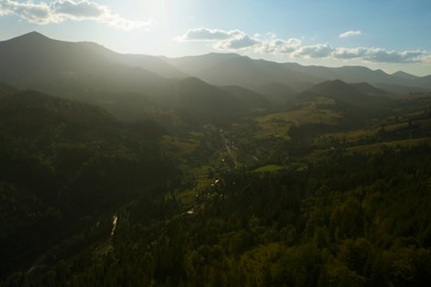 Image of Aerial view of beautiful conifer trees in mountains on sunny day
