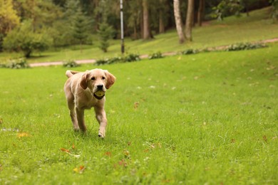 Photo of Cute Labrador Retriever puppy with ball running on green grass in park, space for text