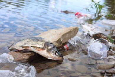 Photo of Dead fish on stone among trash in river. Environmental pollution concept