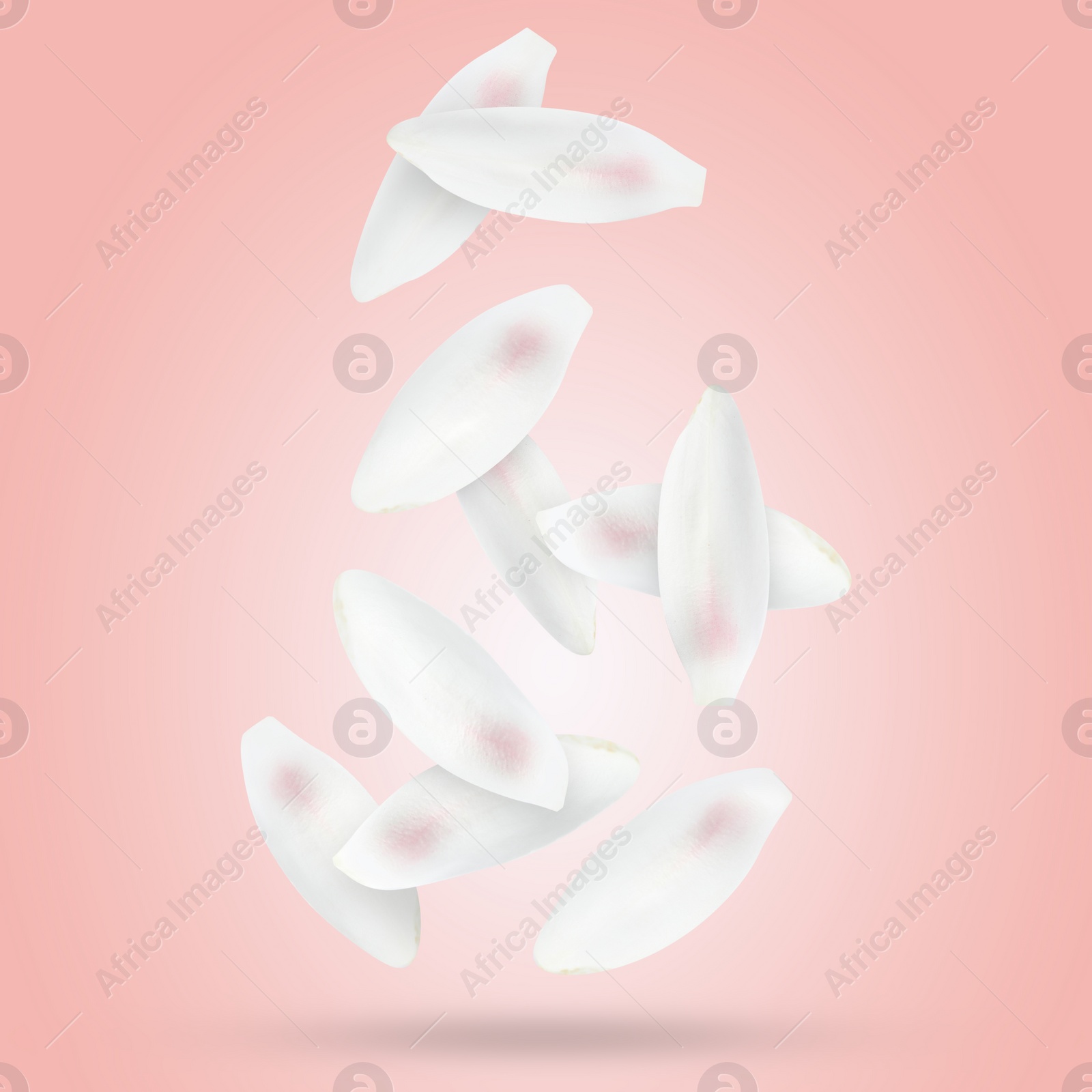 Image of White lotus flower petals falling on pink background