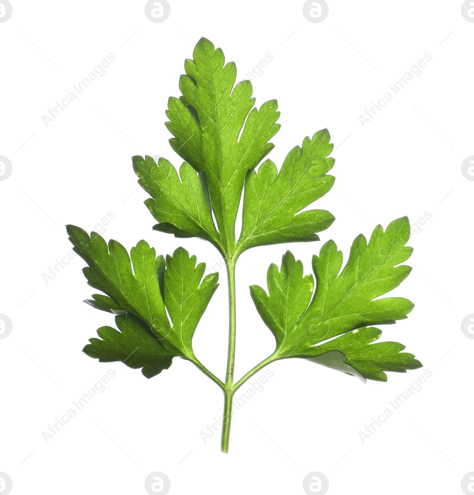 Photo of Fresh green organic parsley isolated on white