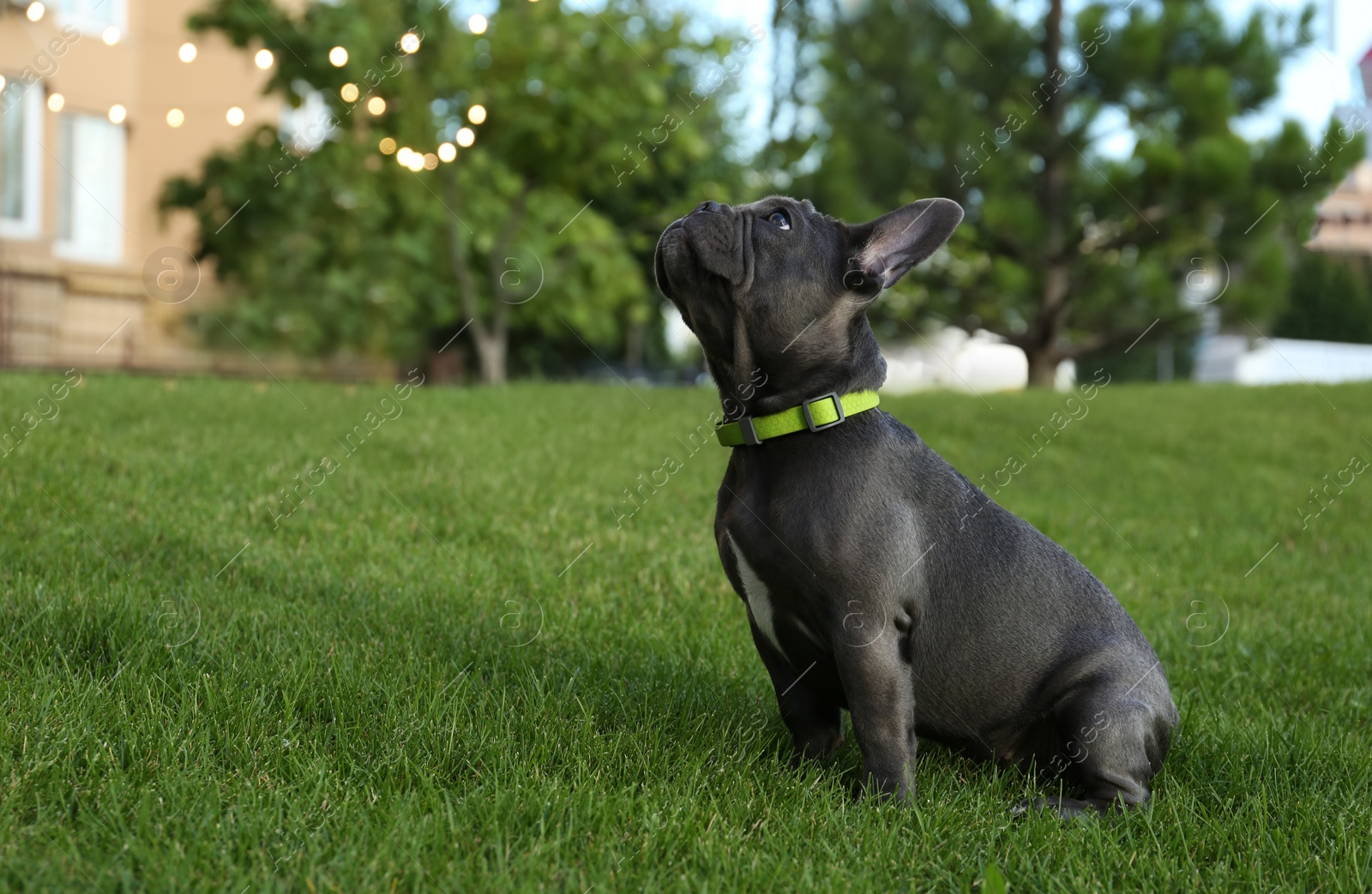 Photo of Cute French bulldog on green lawn in park