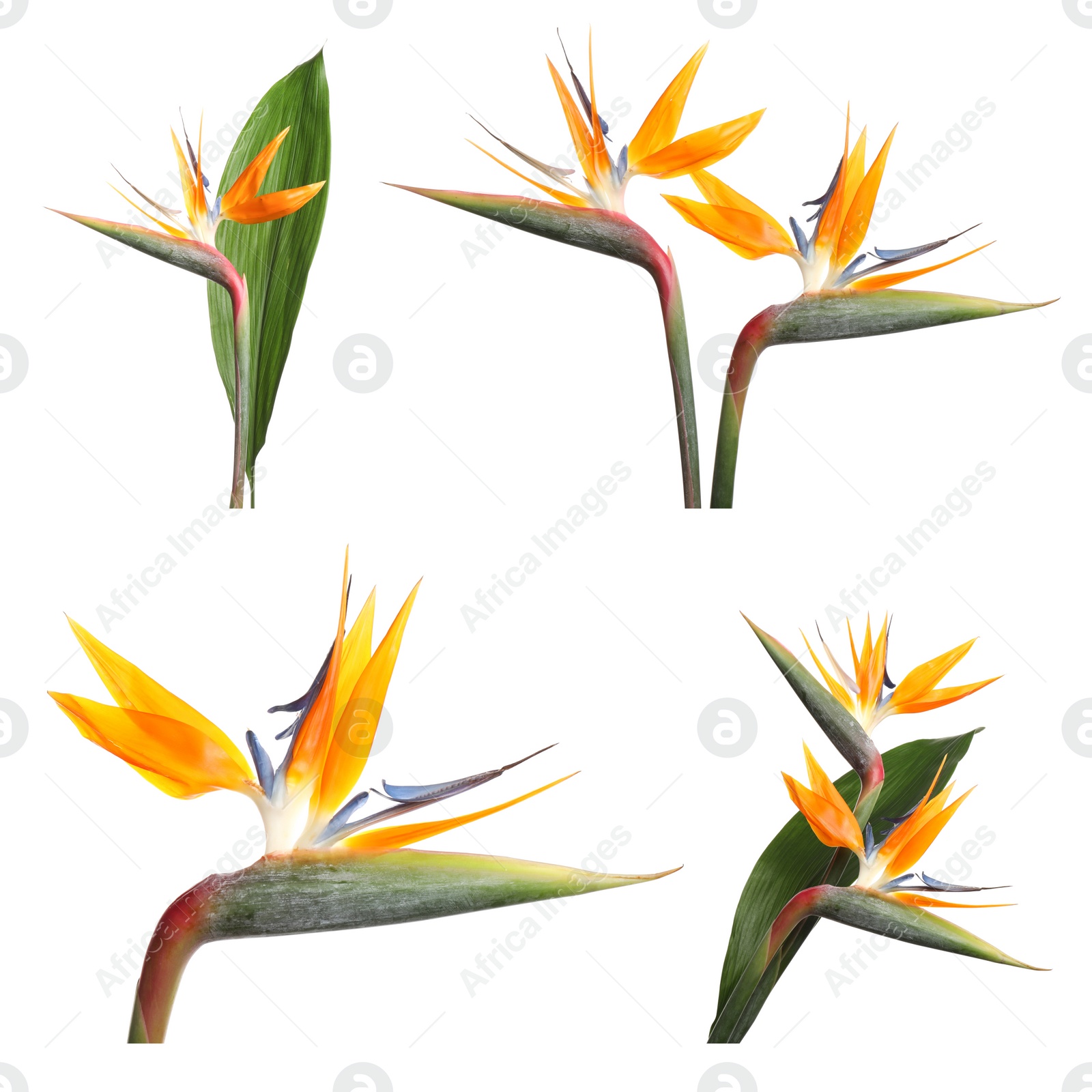 Image of Set with beautiful Bird of Paradise tropical flowers on white background