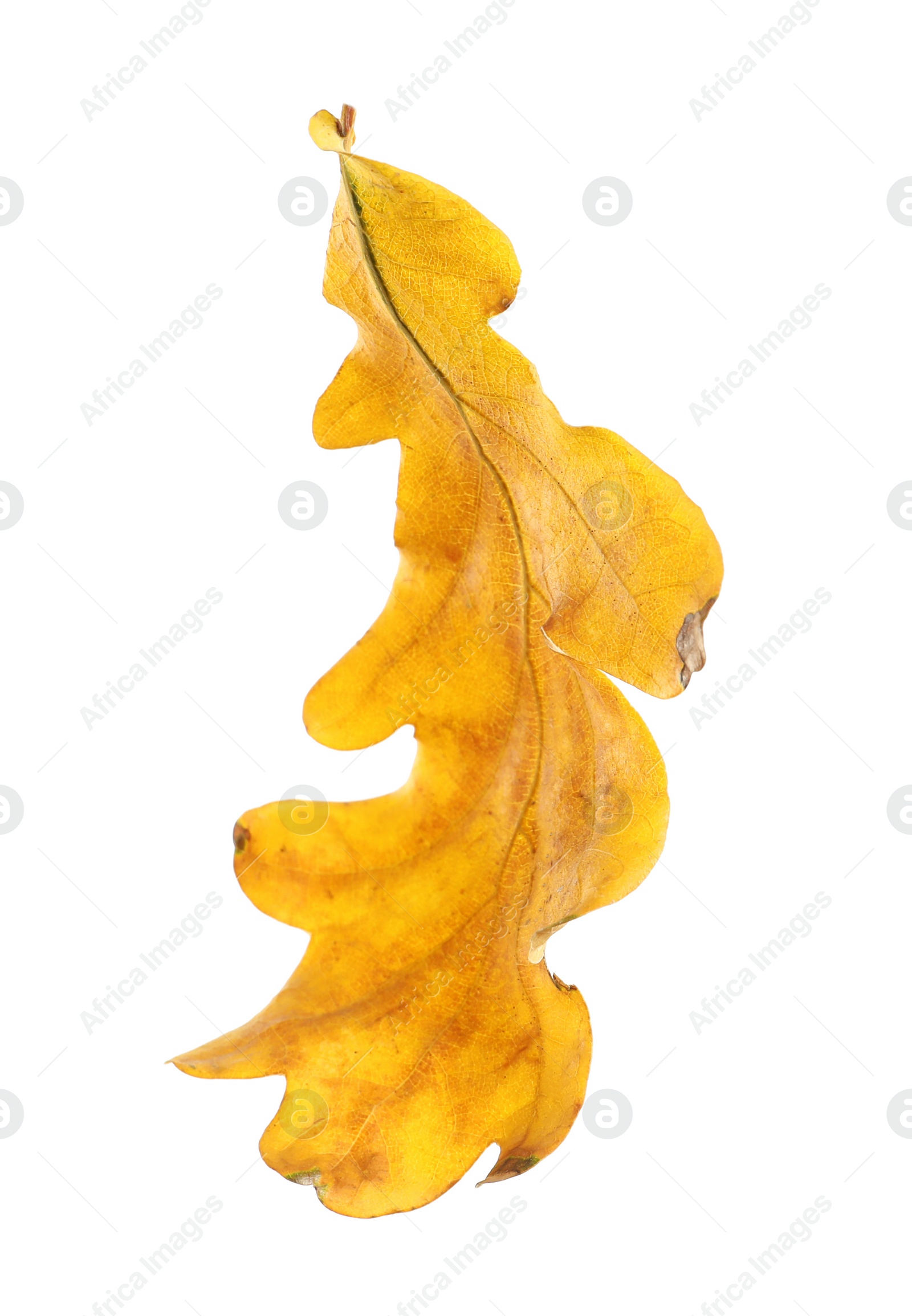 Photo of Beautiful autumn leaf on white background. Fall foliage