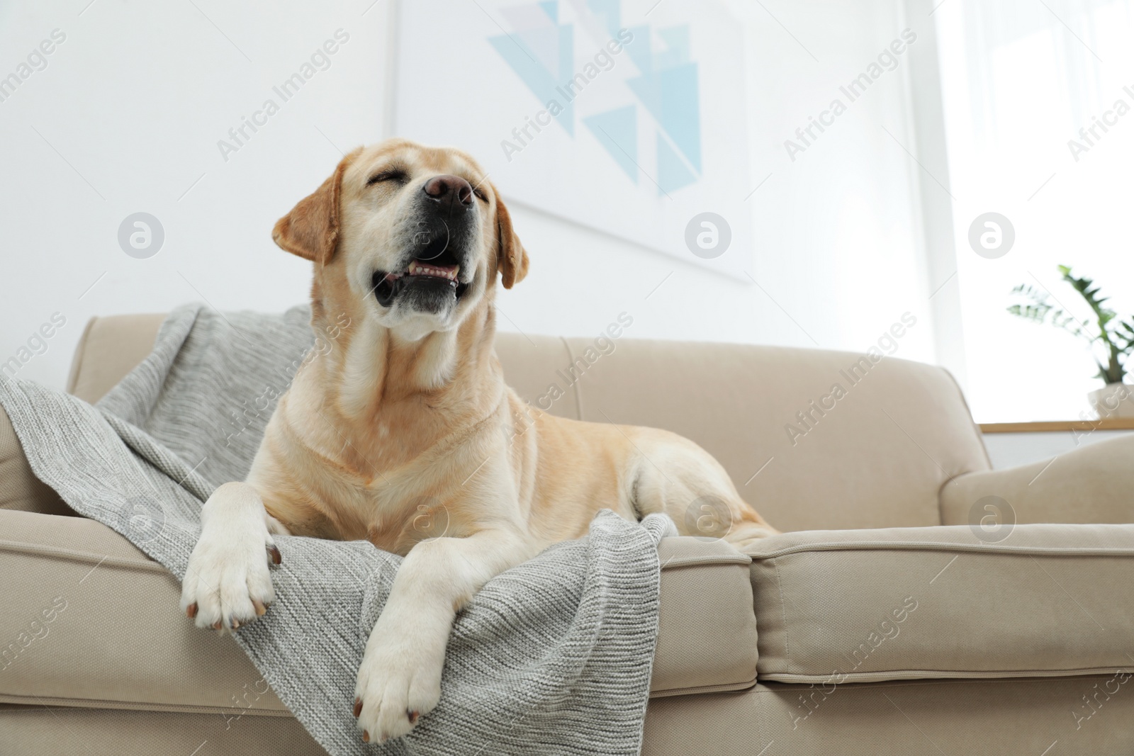 Photo of Yellow labrador retriever on cozy sofa indoors