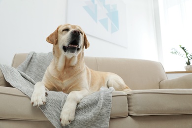 Yellow labrador retriever on cozy sofa indoors