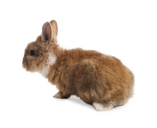 Photo of Cute fluffy pet rabbit isolated on white