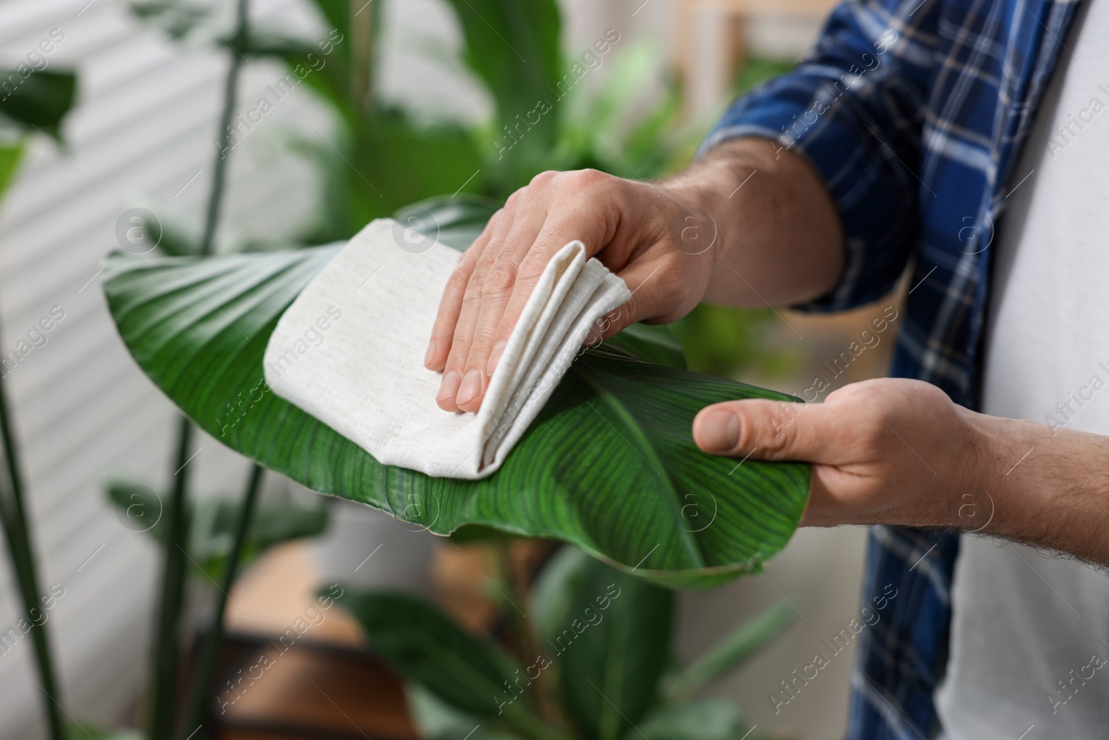 Photo of Man wiping leaves of beautiful potted houseplants with cloth indoors, closeup