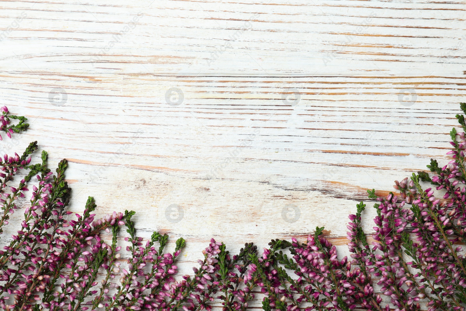 Photo of Heather branches with beautiful flowers on white wooden table, flat lay. Space for text