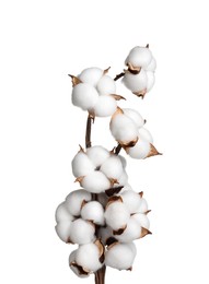 Photo of Beautiful dried cotton branch with fluffy flowers isolated on white