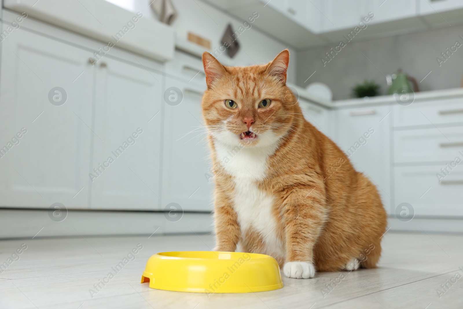 Photo of Cute ginger cat near feeding bowl in kitchen. Space for text