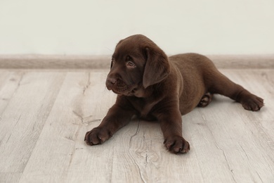 Photo of Chocolate Labrador Retriever puppy on floor indoors