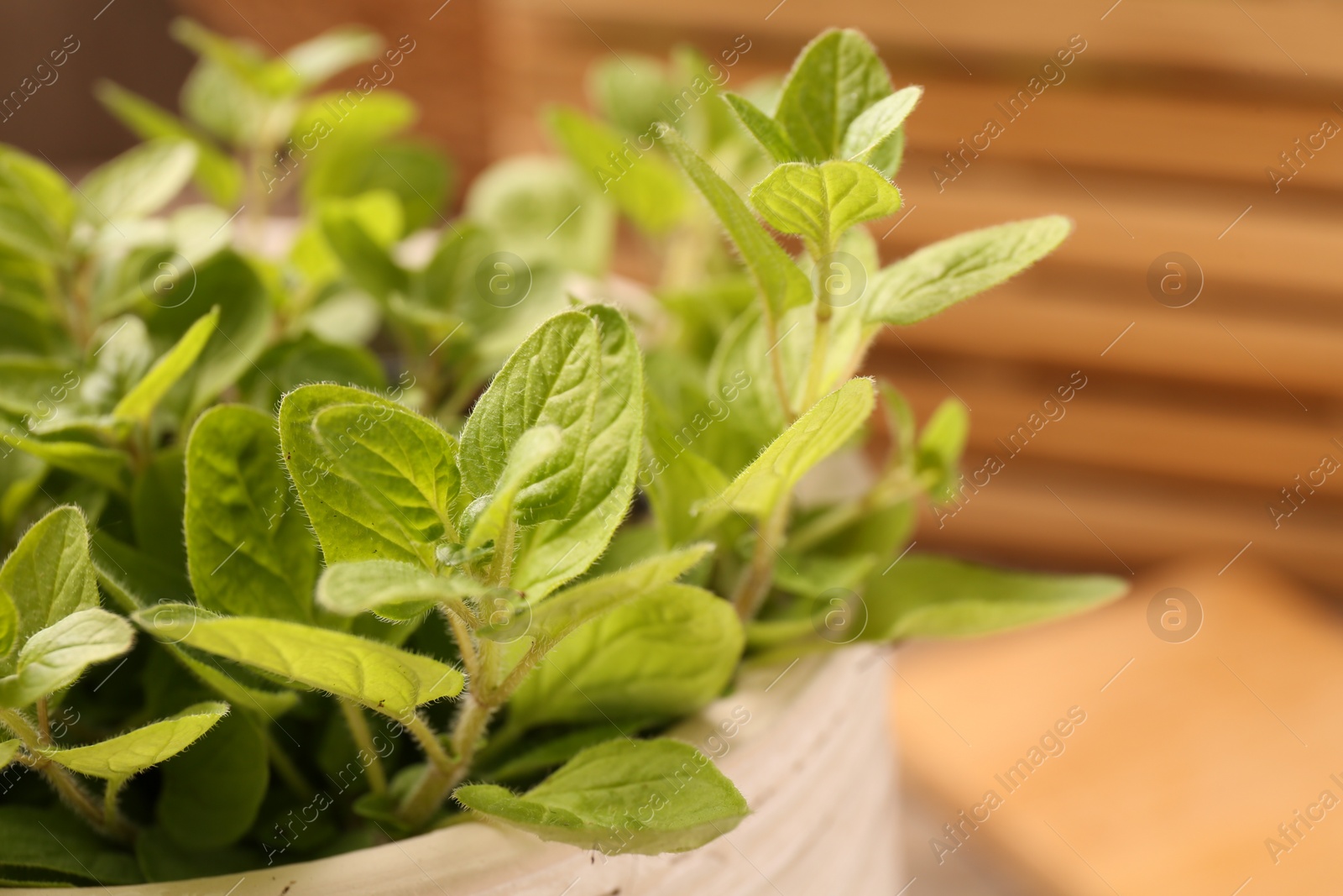 Photo of Aromatic oregano growing in pot on table, closeup