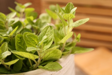 Photo of Aromatic oregano growing in pot on table, closeup