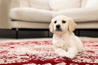 Photo of Cute little puppy on carpet indoors. Space for text
