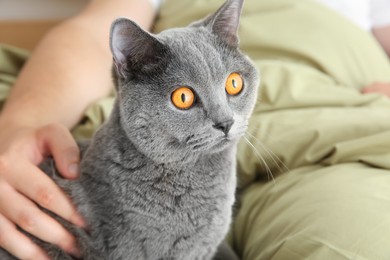 Adorable grey British Shorthair cat with his owner in bed, closeup