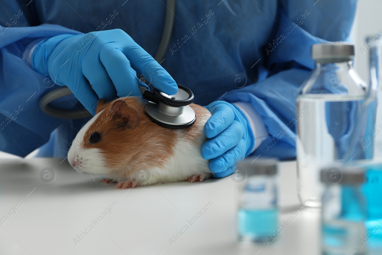 Photo of Scientist examining guinea pig with stethoscope in chemical laboratory, closeup. Animal testing