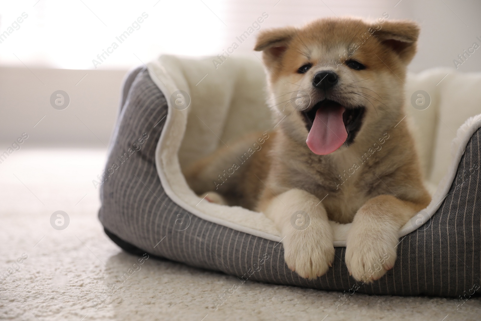 Photo of Adorable Akita Inu puppy in dog bed indoors