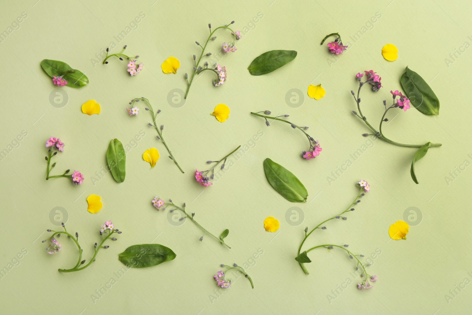 Photo of Beautiful composition with forget-me-not flowers on light green background, flat lay