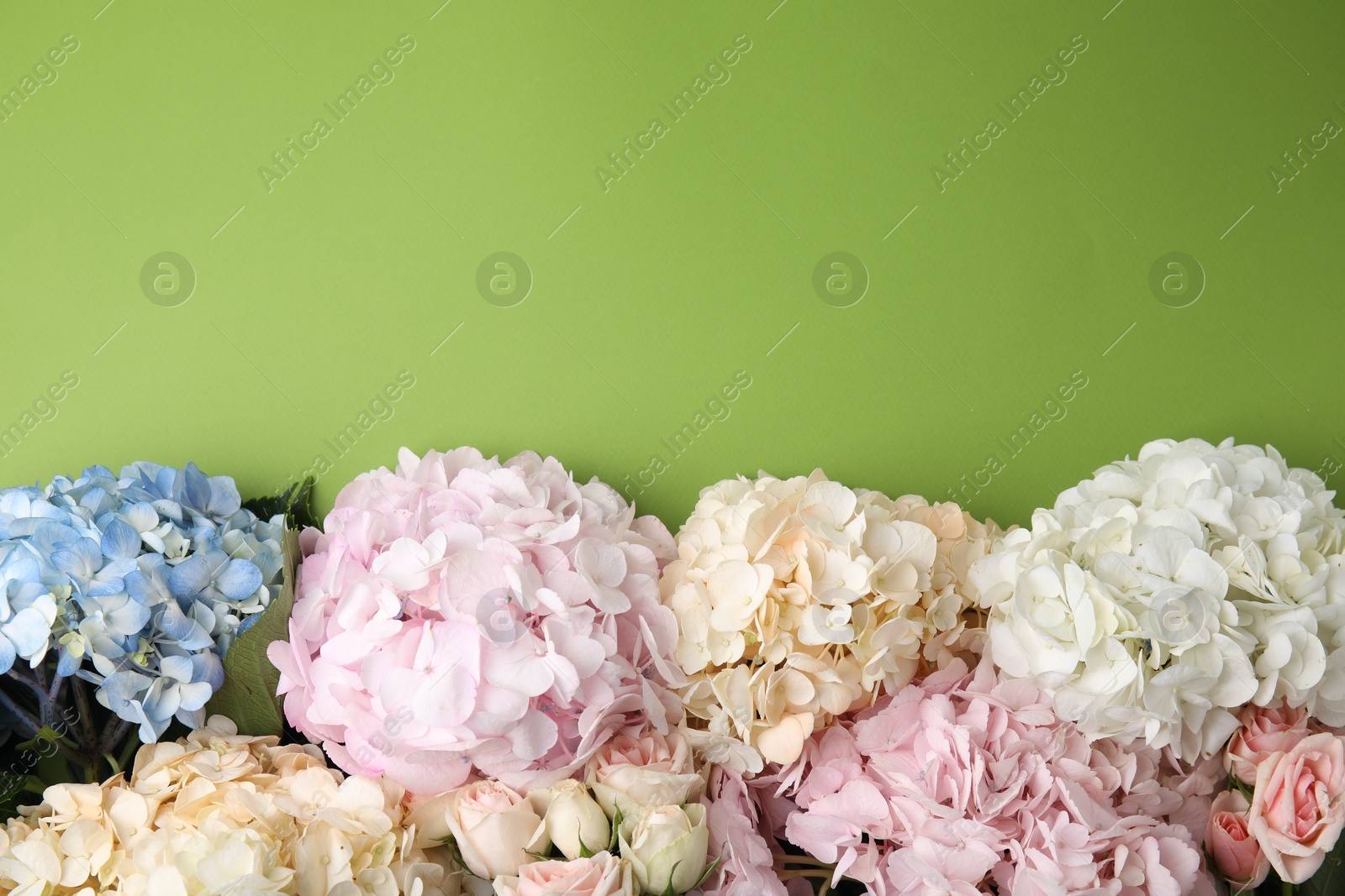 Photo of Beautiful hydrangea flowers on green background, top view. Space for text