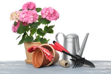 Beautiful blooming plant, garden tools and accessories on grey wooden table against white background