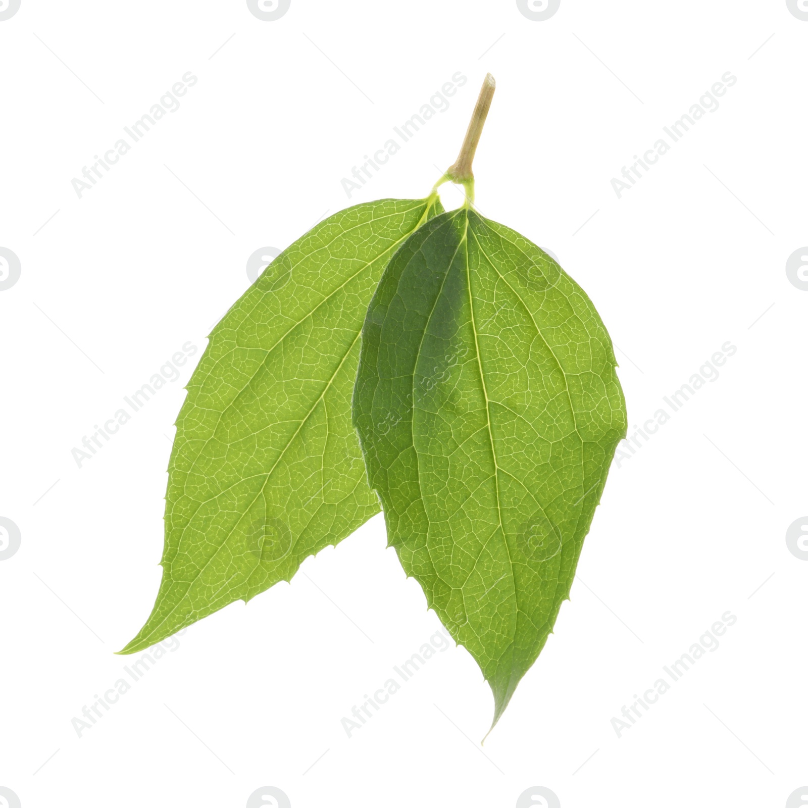 Photo of Fresh green jasmine leaves isolated on white