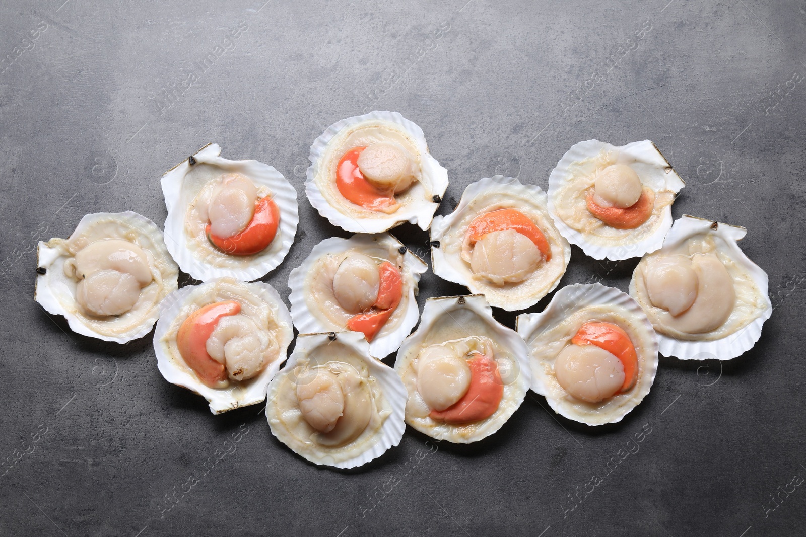 Photo of Many fresh raw scallops in shells on grey table, flat lay