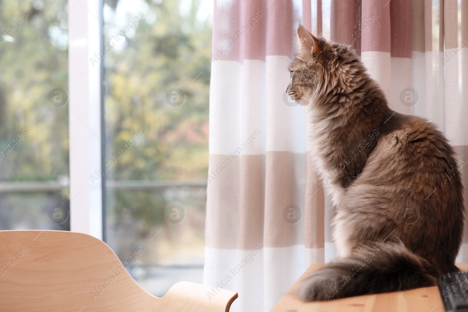 Photo of Adorable Maine Coon cat on table at home. Space for text