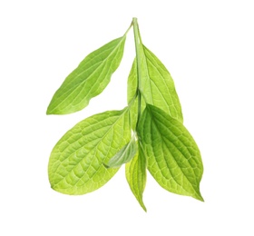 Photo of Branch with green leaves on white background