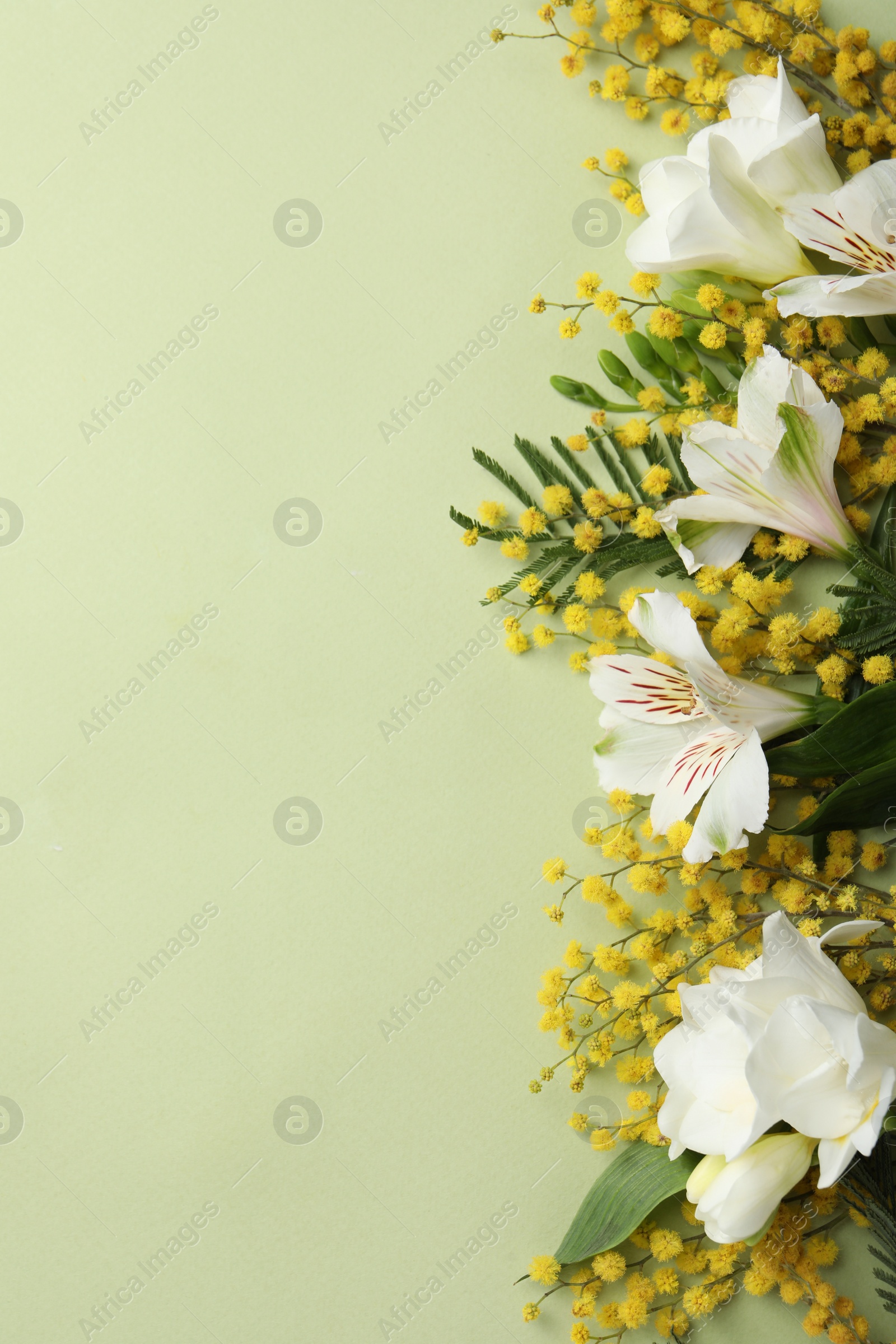 Photo of Beautiful floral composition with mimosa flowers on green background, flat lay. Space for text