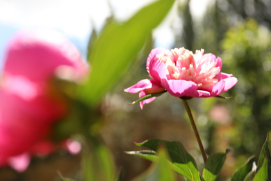 Photo of Beautiful blooming pink peony outdoors on sunny day