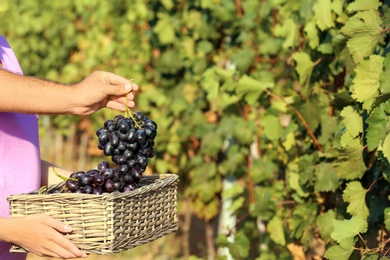 Farmers putting fresh ripe juicy grapes into basket in vineyard, closeup