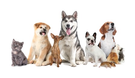 Image of Group of cute pets on white background 