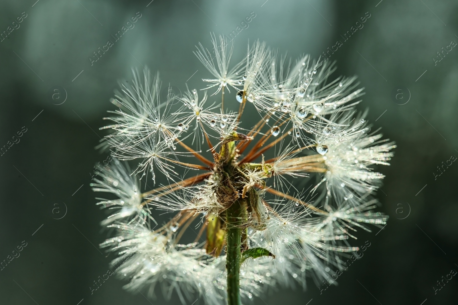 Photo of Beautiful dandelion flower with water drops on color background, closeup