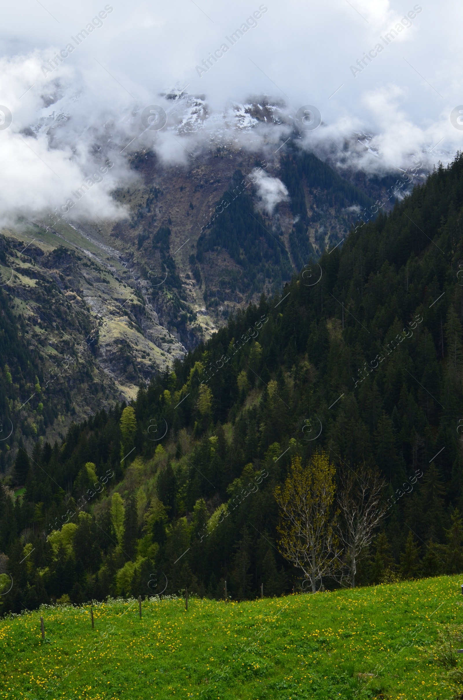 Photo of Picturesque view of mountain landscape with forest outdoors