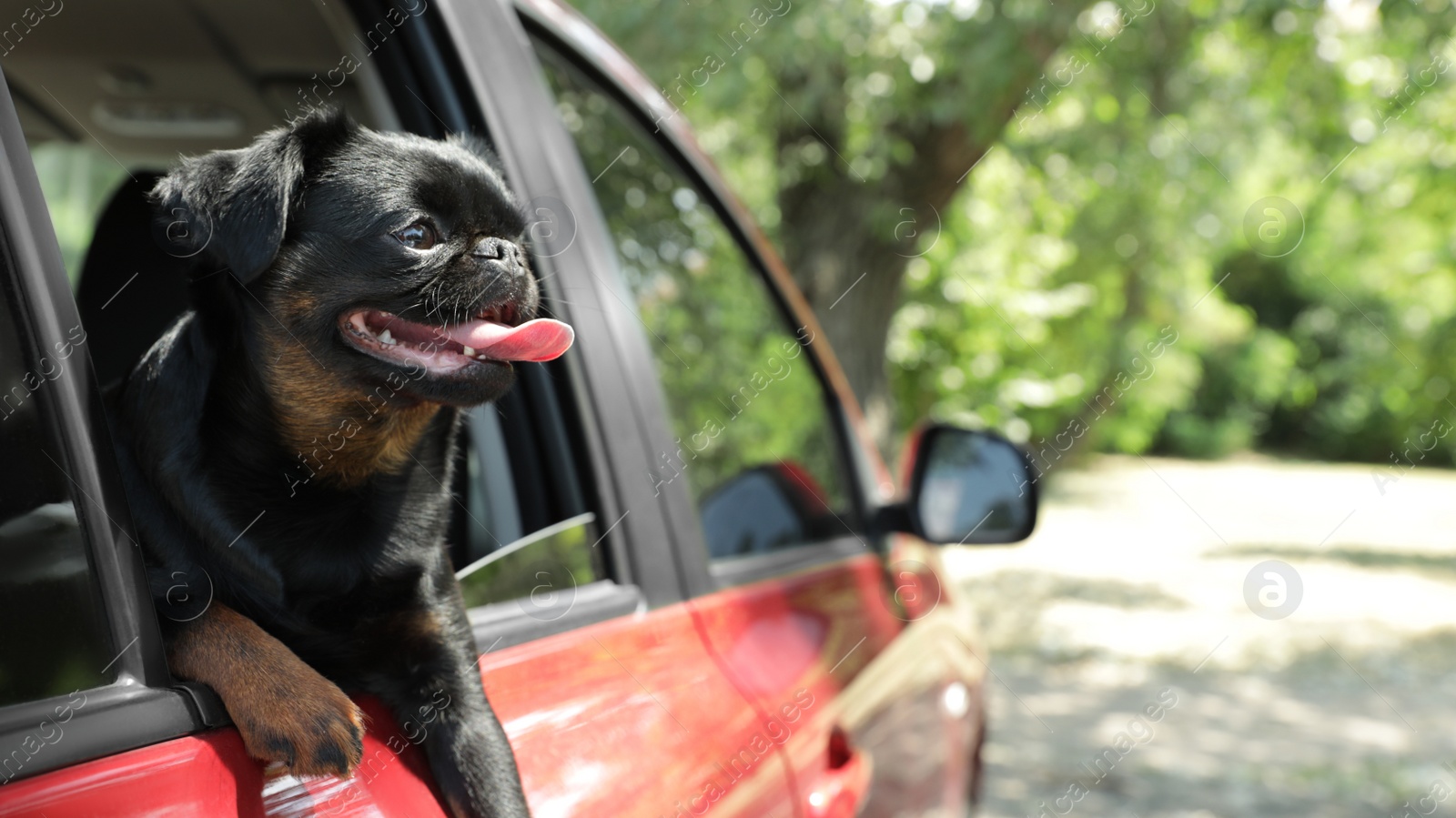 Photo of Cute Petit Brabancon dog leaning out of car window on summer day