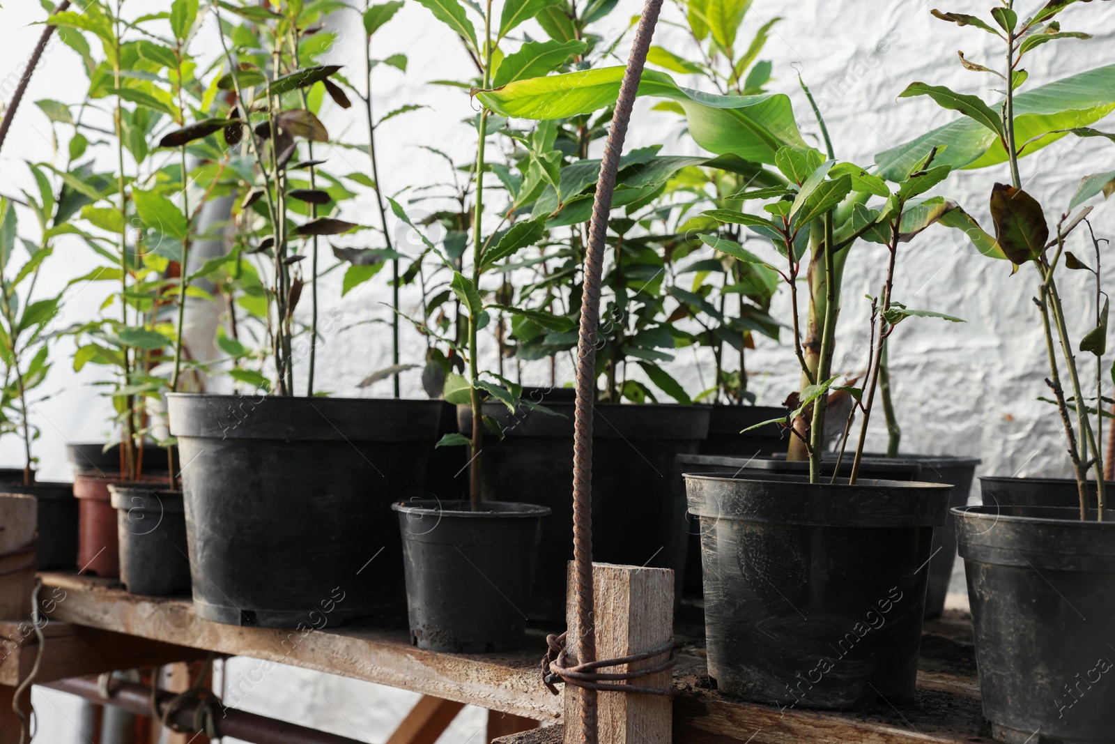 Photo of Many different beautiful potted plants in greenhouse