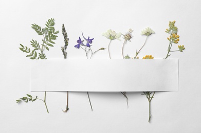 Photo of Wild dried meadow flowers on white background, top view