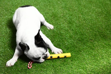 Photo of French bulldog playing with toy on green grass. Space for text